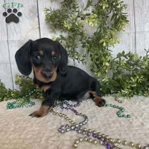 Fritz, Dachshund Puppy